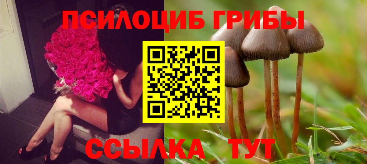 где продают   Вход с VPN  Кызыл  Псилоцибиновые грибы прущие грибы 
